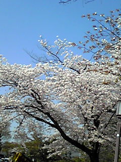 桜日和＠京都